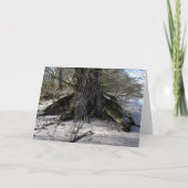 Verloren plaatsen, oude bomen op de rivieroever kaart (Voorkant)