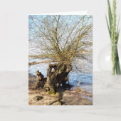 Verloren plaatsen, oude bomen op de rivieroever kaart (Voorkant)