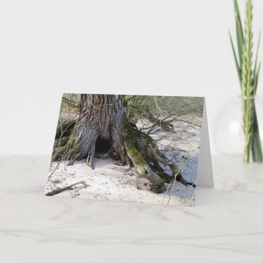 Verloren plaatsen, oude bomen op de rivieroever kaart (Voorkant)