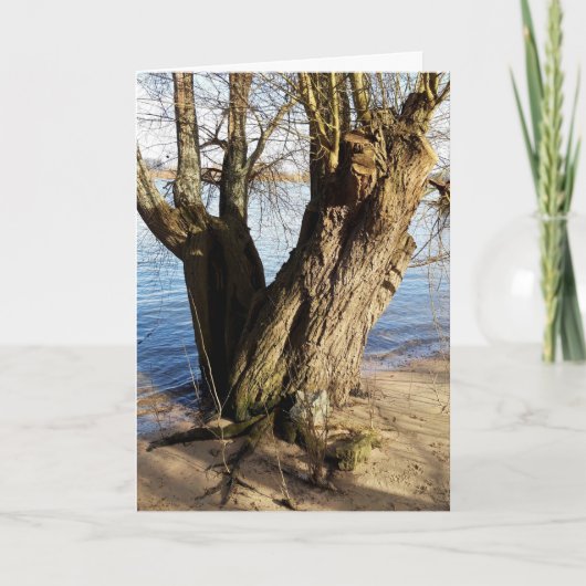 Verloren plaatsen, oude bomen op de rivieroever kaart (Voorkant)