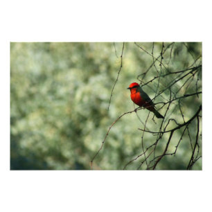 Vermilion Flycatcher Foto Afdruk