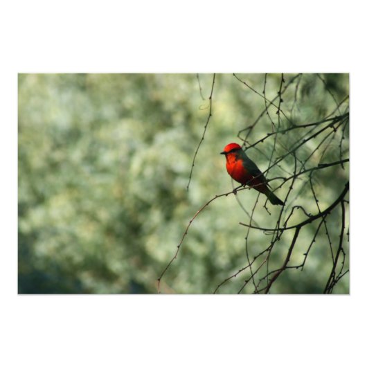 Vermilion Flycatcher Foto Afdruk (Voorkant)