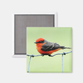 Vermilion Flycatcher - Magneet (Voorkant / Achterkant)