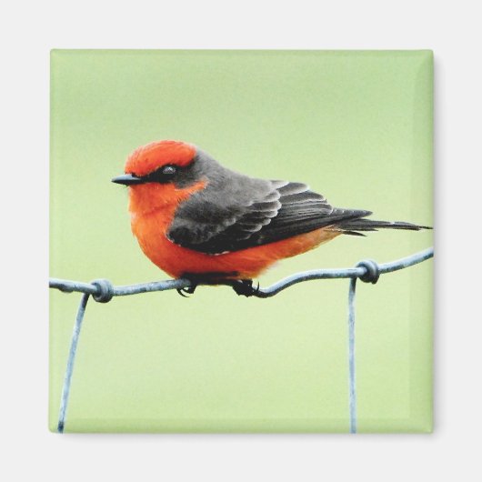 Vermilion Flycatcher - Magneet (Voorkant)