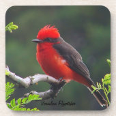 Vermilion Flycatcher Onderzetter (Voorkant)