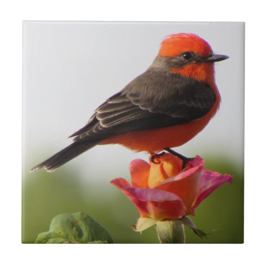 Vermilion Flycatcher op Roos Tegeltje (Voorkant)