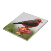 Vermilion Flycatcher op Roos Tegeltje (Zijkant)