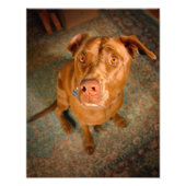 Verminderde chocolaat Lab Pit Mix Dog Foto Afdruk (Voorkant)