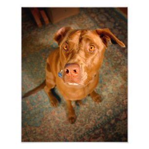 Verminderde chocolaat Lab Pit Mix Dog Foto Afdruk