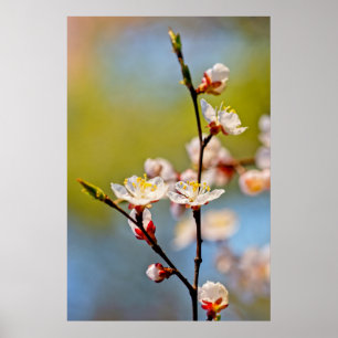 Verminderde Japanse abrikozenbloem Poster