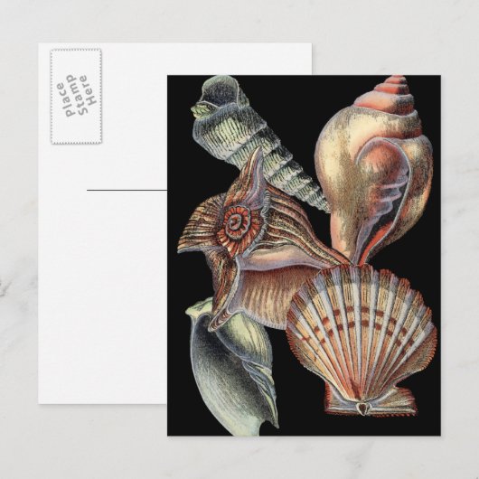 Verminderingen van het Zee Briefkaart (Voorkant / Achterkant)