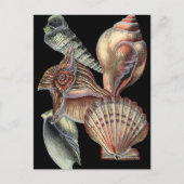 Verminderingen van het Zee Briefkaart (Voorkant)