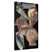 Verminderingen van het Zee Klembord (Rechts)