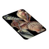 Verminderingen van het Zee Magneet (Rechterzijde)