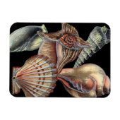 Verminderingen van het Zee Magneet (Horizontaal)