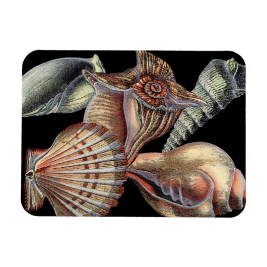 Verminderingen van het Zee Magneet (Horizontaal)