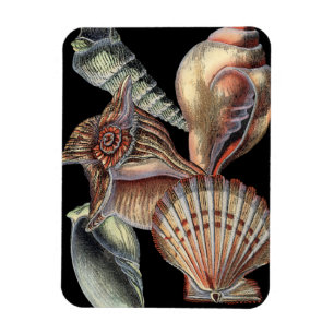 Verminderingen van het Zee Magneet