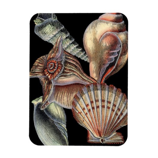 Verminderingen van het Zee Magneet (Verticaal)