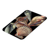 Verminderingen van het Zee Magneet (Linkerzijde)