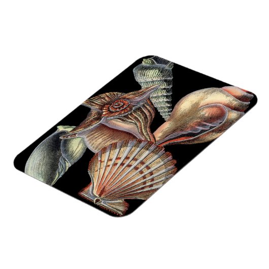 Verminderingen van het Zee Magneet (Linkerzijde)