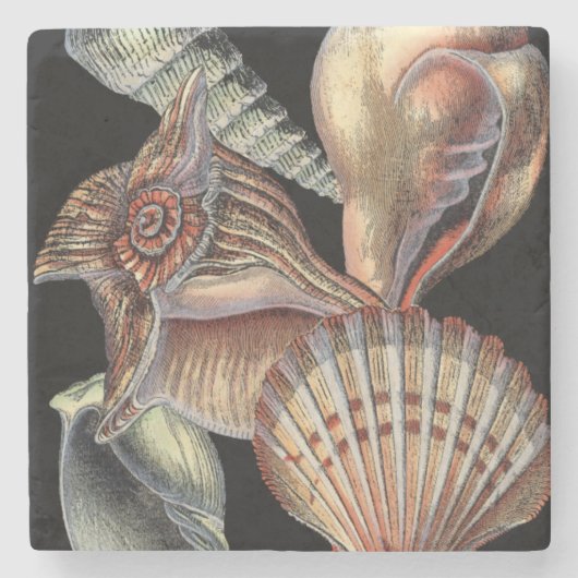 Verminderingen van het Zee Stenen Onderzetter (Voorkant)