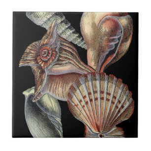 Verminderingen van het Zee Tegeltje