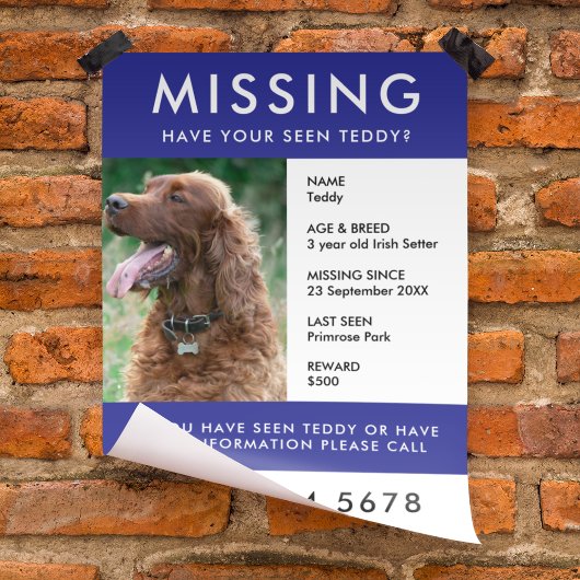 Vermist huisdier | Moderne Blauwe Foto Poster Flye Flyer