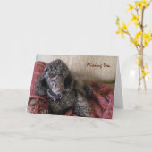 Vermist u, Betty the Brown Poodle on Blanket Kaart (Gele Bloem)