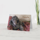 Vermist u, Betty the Brown Poodle on Blanket Kaart (Voorkant)