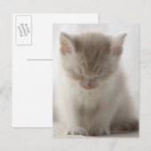 vermoeide kitten briefkaart (Voorkant / Achterkant)