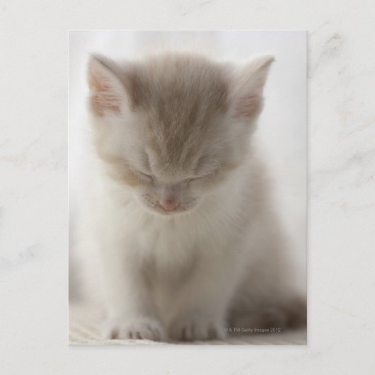 vermoeide kitten briefkaart (Voorkant)