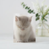 vermoeide kitten briefkaart (Staand voorkant)