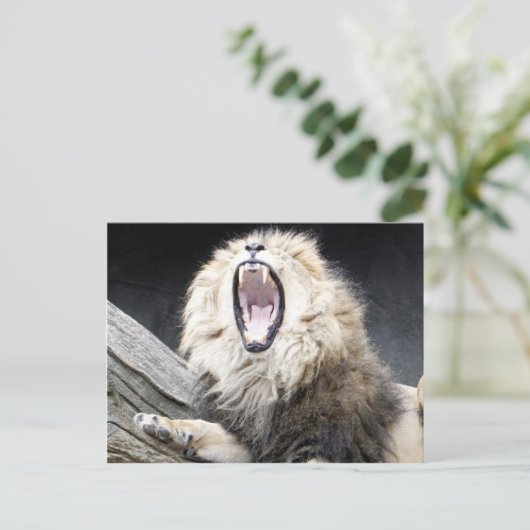 vermoeide leeuw briefkaart (Staand voorkant)