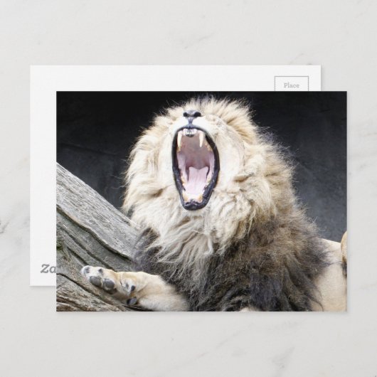 vermoeide leeuw briefkaart (Voorkant / Achterkant)