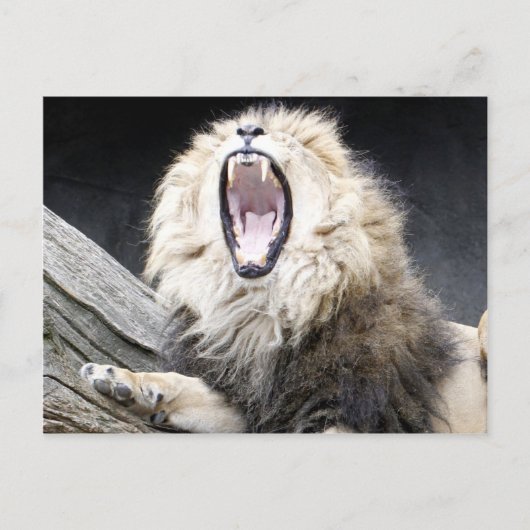vermoeide leeuw briefkaart (Voorkant)