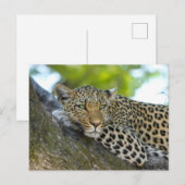 Vermoeide luipaard liggend op boomtak briefkaart (Voorkant / Achterkant)