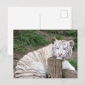 Vermoeide slaperige witte tijger rust op boomstamm briefkaart (Voorkant / Achterkant)
