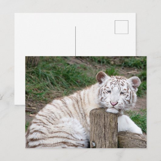 Vermoeide slaperige witte tijger rust op boomstamm briefkaart (Voorkant / Achterkant)