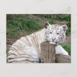 Vermoeide slaperige witte tijger rust op boomstamm briefkaart