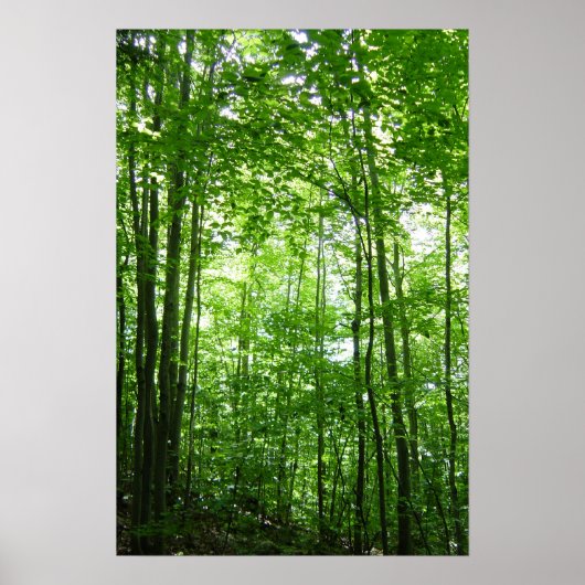 VERMONT FOREST POSTER (Voorkant)