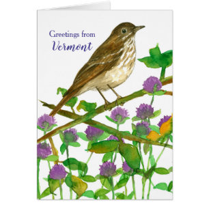 Vermont Hermit Thrush Clover Hallo Friend