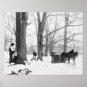 Vermont Maple Sugar Kamp, 1906. Oude foto Poster
