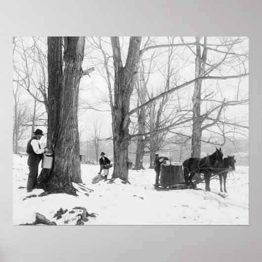 Vermont Maple Sugar Kamp, 1906. Oude foto Poster (Voorkant)