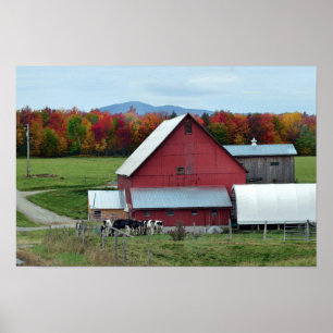 Vermont melkkoeien bij de rode schuur poster