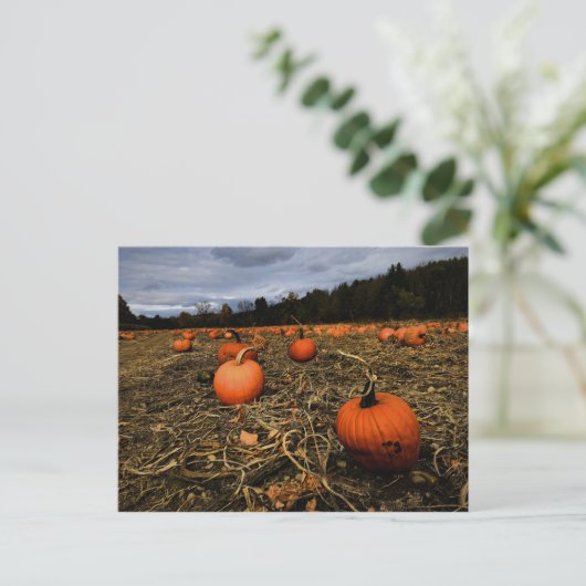 Vermont Pumpkin Patch Briefkaart (Staand voorkant)
