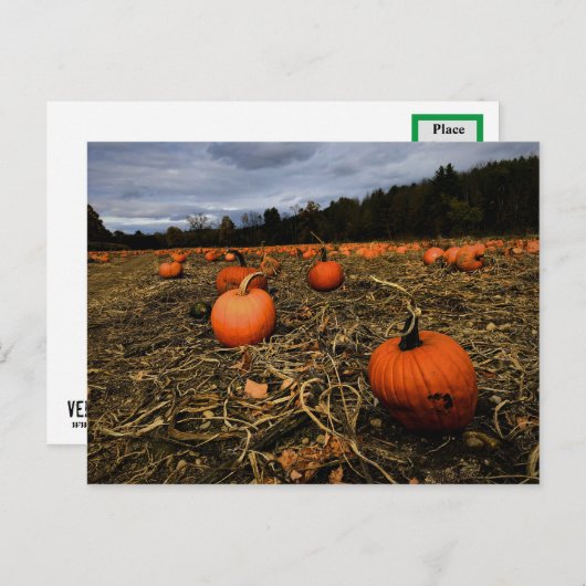 Vermont Pumpkin Patch Briefkaart (Voorkant / Achterkant)