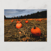 Vermont Pumpkin Patch Briefkaart (Voorkant)