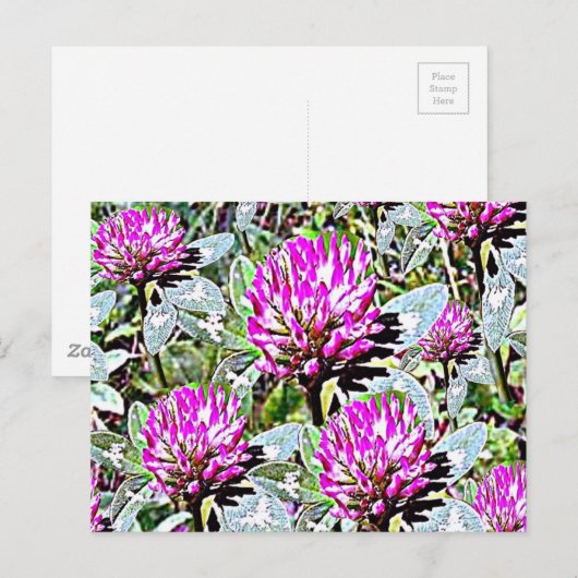 Vermont Red Clover Briefkaart (Voorkant / Achterkant)