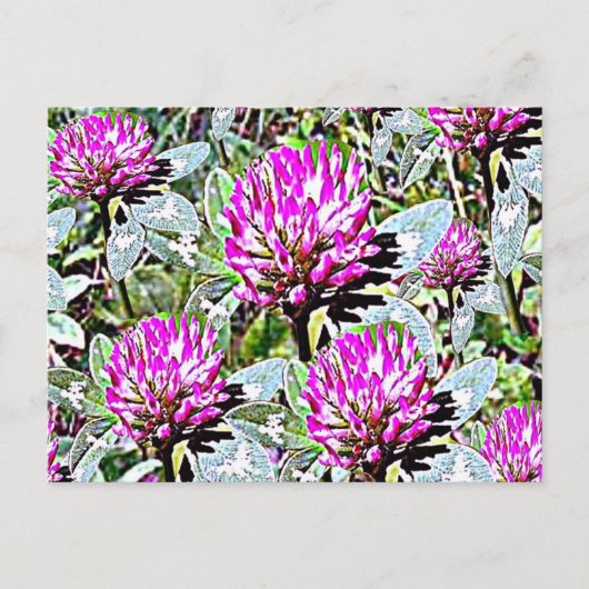 Vermont Red Clover Briefkaart (Voorkant)