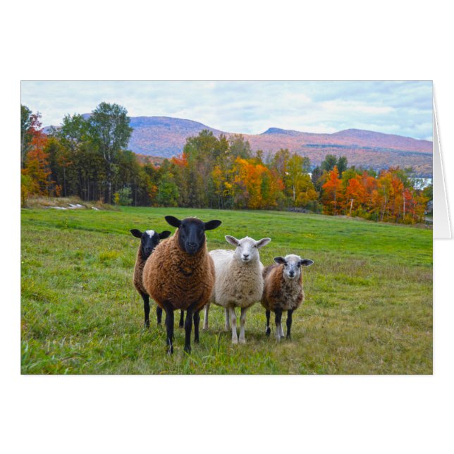 Vermont Sheep in het najaar (Voorkant Horizontaal)